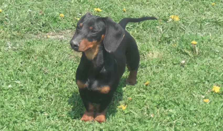 Sokor Fogad Sokorptka - Szilveszter