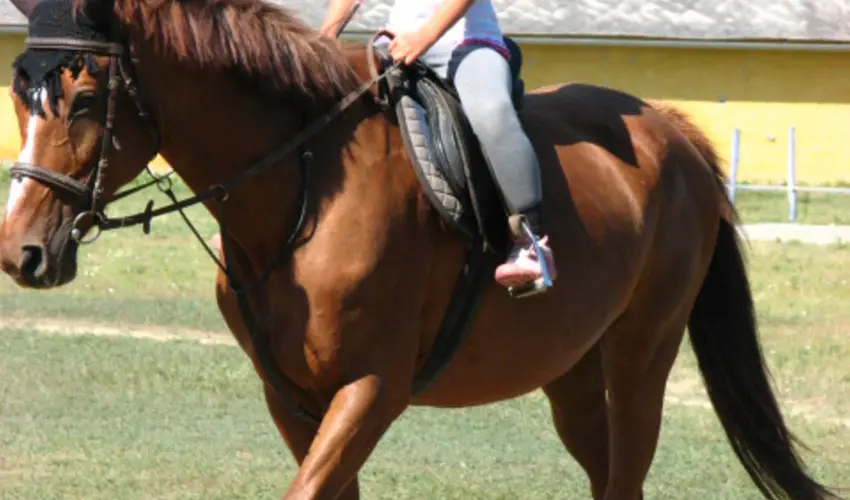 Sokor Fogad Sokorptka - Szilveszter