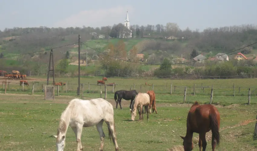 Sokor Fogad Sokorptka - Szilveszter