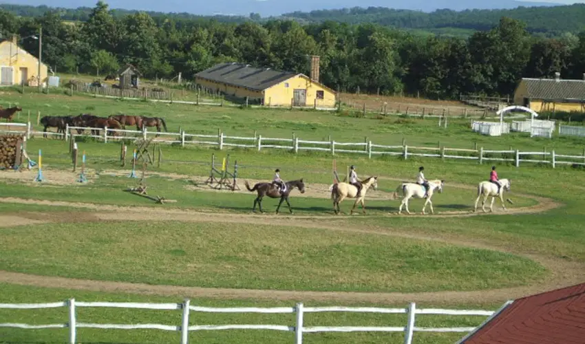 Sokor Fogad Sokorptka - Szilveszter