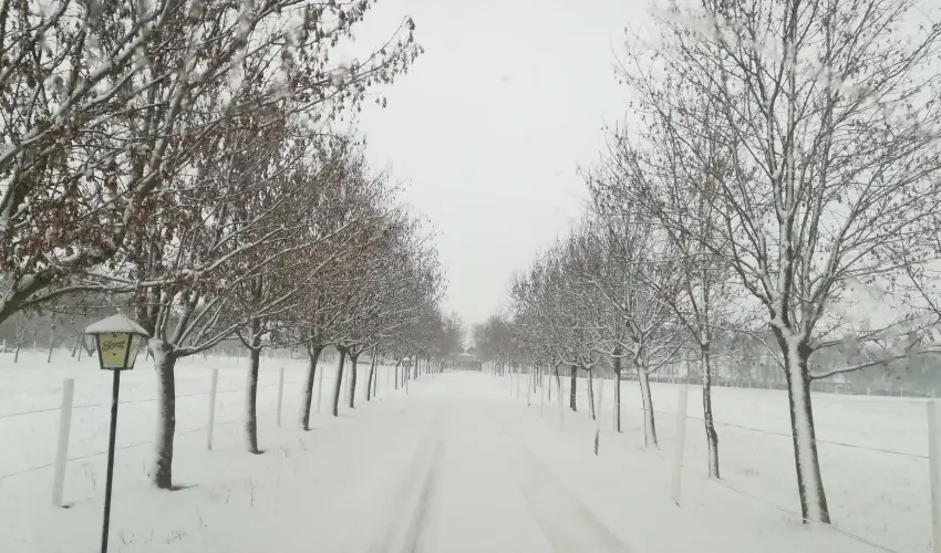 Sokor Fogad Sokorptka - Szilveszter