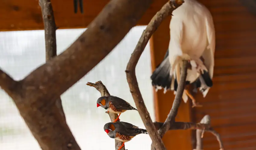 Sokor Fogad Sokorptka - Szilveszter