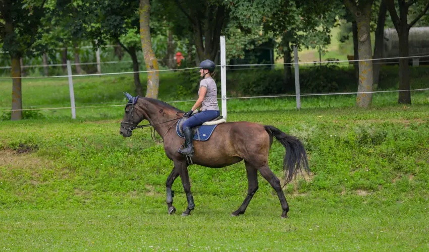 Sokor Fogad Sokorptka - Szilveszter