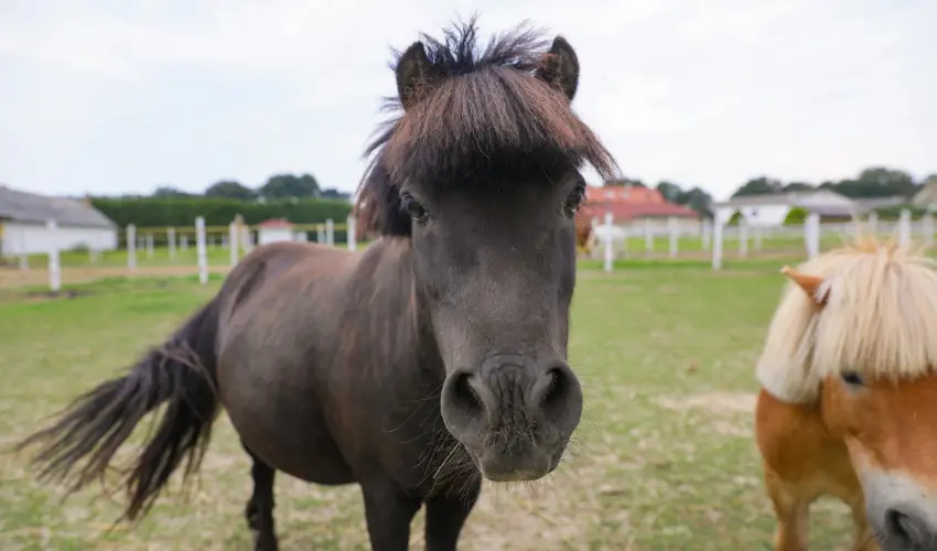 Sokor Fogad Sokorptka - Szilveszter