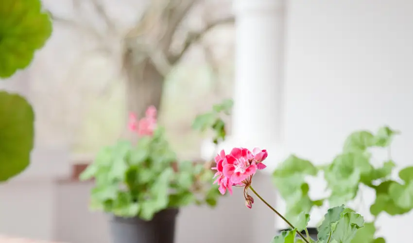 Somogy Kertje dlfalu s tterem Bonnya - Szilveszter (min. 2 j)