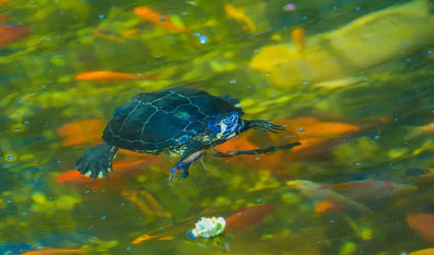 SunGarden Wellness Hotel Sifok - Szilveszter (min. 3 j)