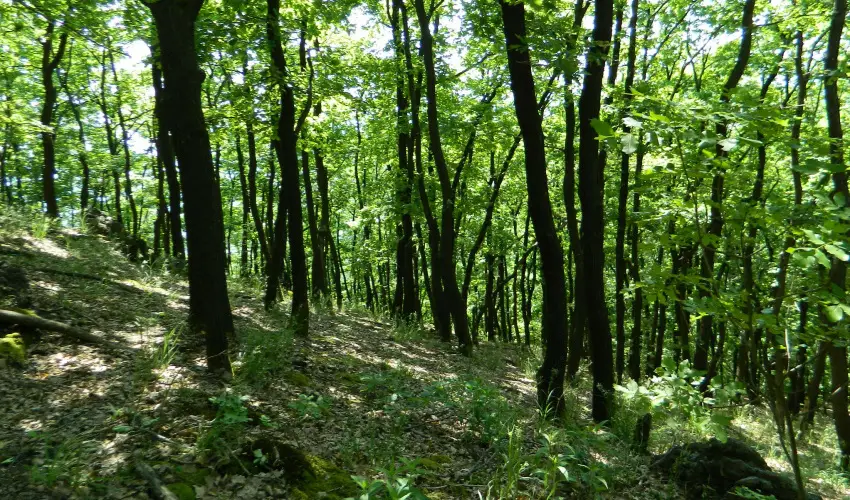 Tkert Fogad Nagymnyok - Szilveszter (min. 3 j)