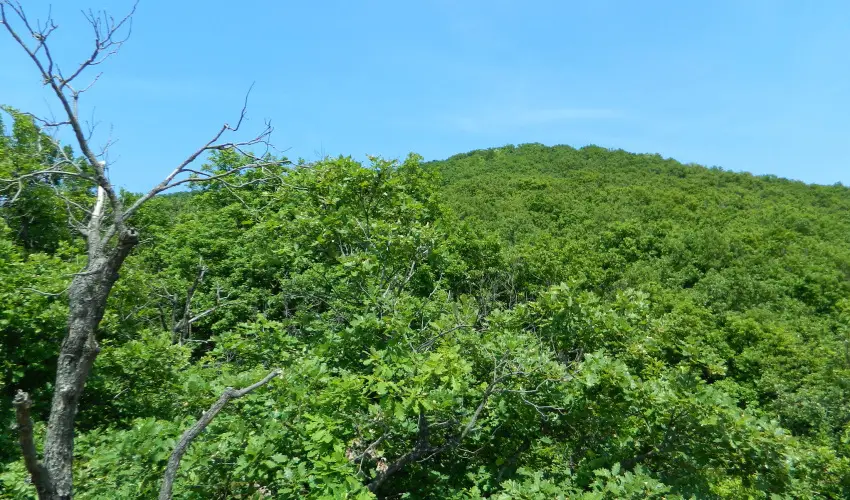 Tkert Fogad Nagymnyok - Szilveszter (min. 3 j)