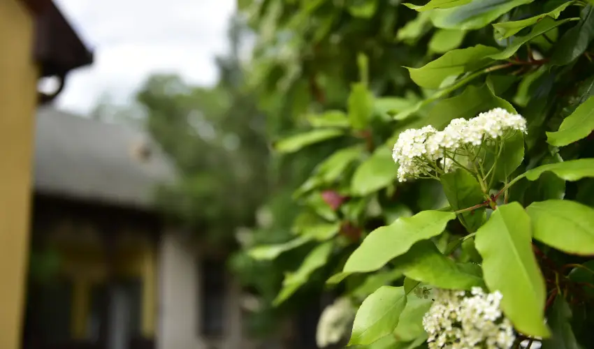 Torncos Vendghz Krshegy - Szilveszter (min. 3 j)