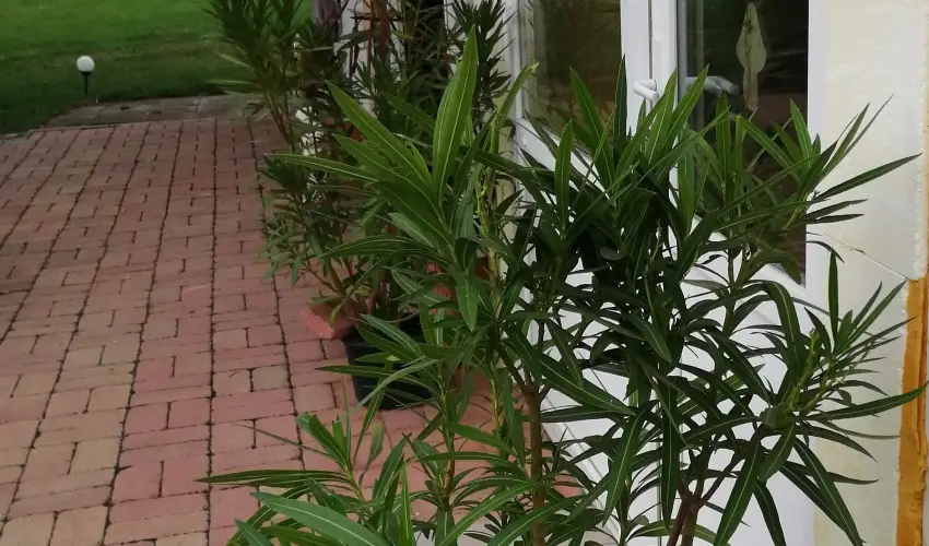 Turul Tanya  Mrahalom - Szilveszter