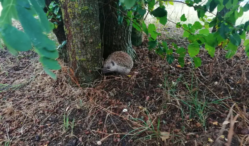Turul Tanya  Mrahalom - Szilveszter