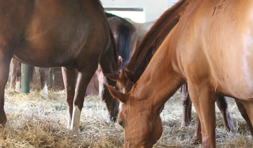 Vadkert Major Srvr - Szilveszter (min. 2 j)