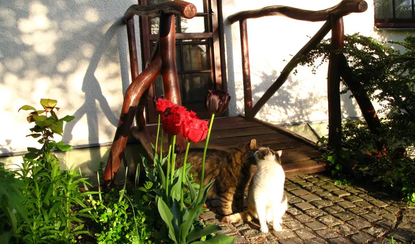 Vadr�zsa Vend�gh�z Szentendre - Szilveszter (min. 3 �j)