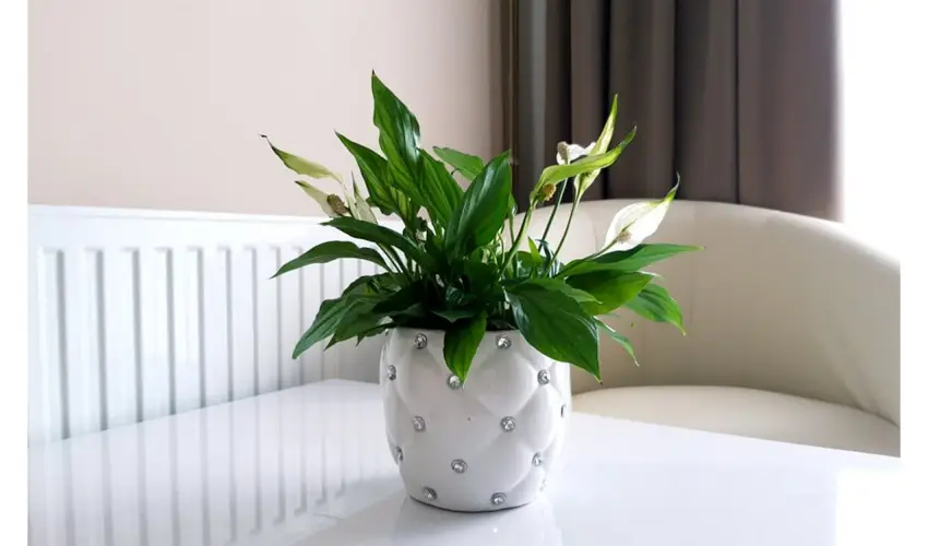 Zenit Panzi Miskolctapolca - Szilveszter